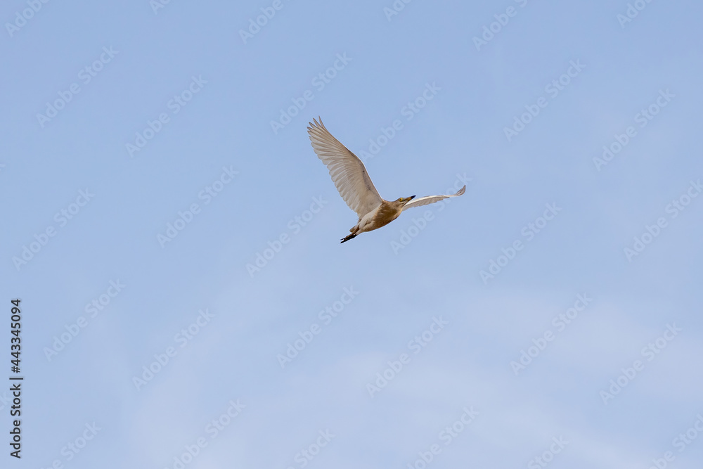 seagull flying in the sky