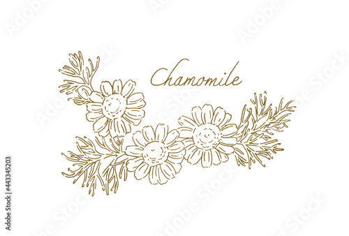 カモミールのイラスト-手描きの線画