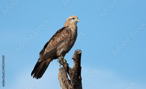 Brahminy Kite perched on a dead tree trunk