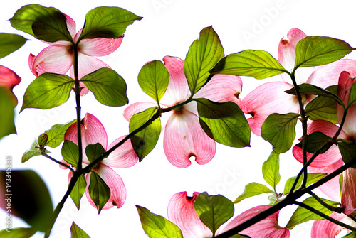 white background pink dogwood flowers