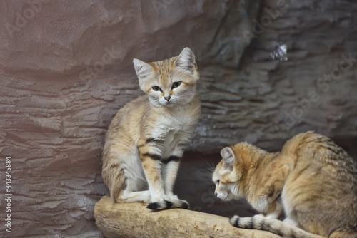 Sand cat in a zoo photo