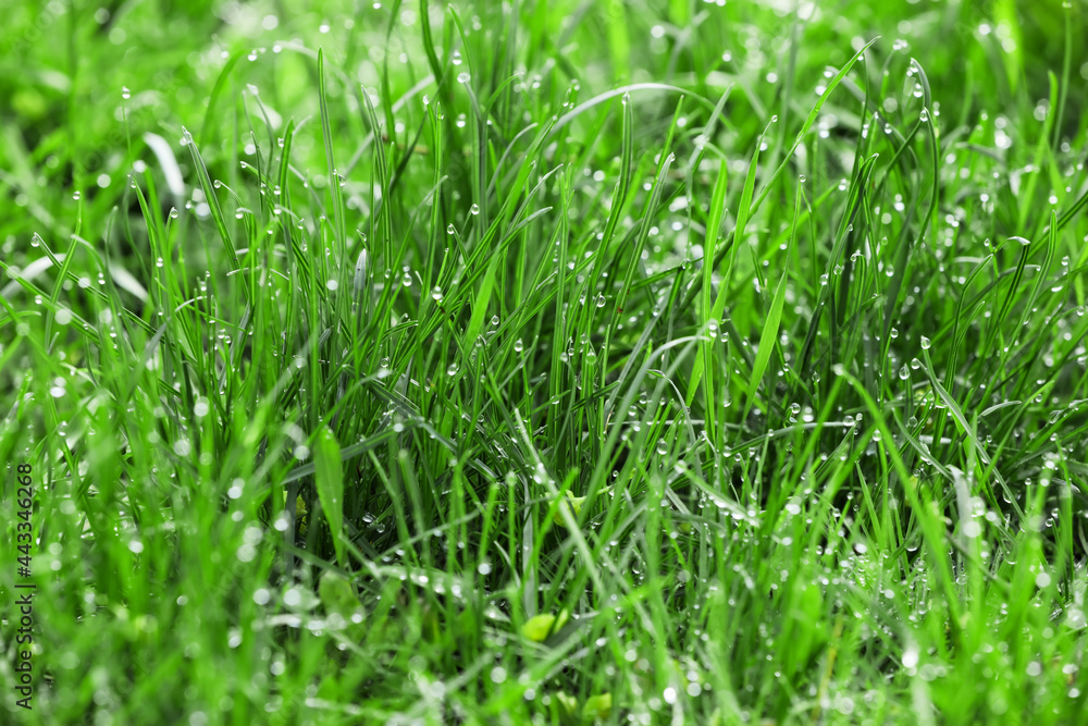 Obraz premium Fresh green grass on lawn, closeup
