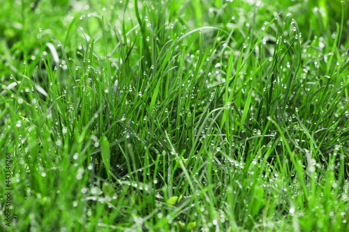 Fresh green grass on lawn, closeup