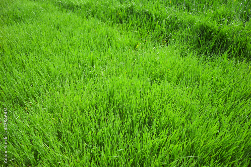 Fresh green grass on lawn Fresh green grass on lawn