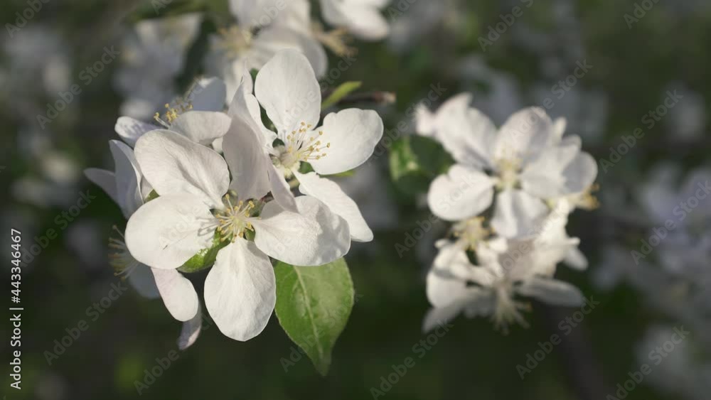 A fruit tree in bloom during springtime with white flower petals in an orchard. A fruit tree in bloom during springtime with white flower petals in an orchard.