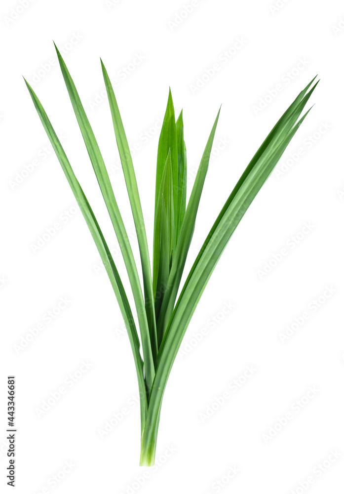 Pandan leaves isolated on white background Pandan leaves isolated on white background