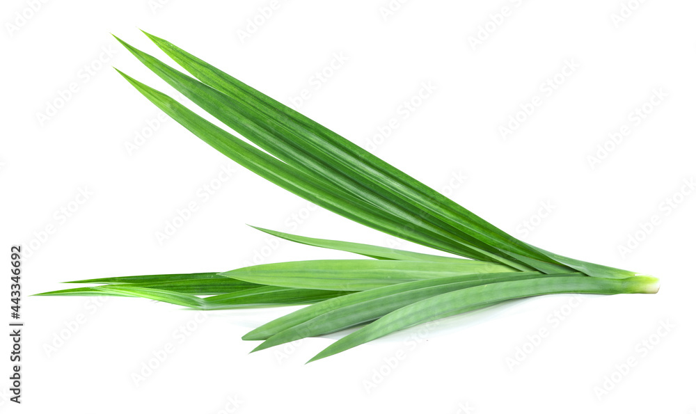 Pandan leaves isolated on white background Pandan leaves isolated on white background