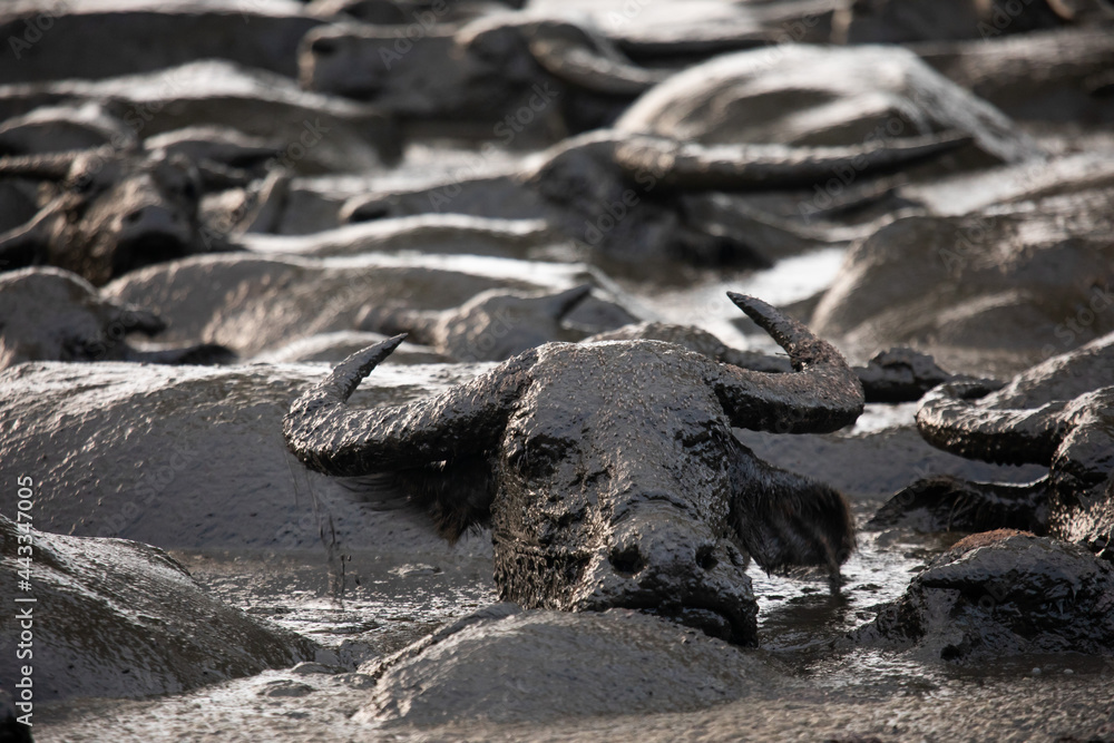 Fototapeta premium Buffalo uses mud to protect against insects