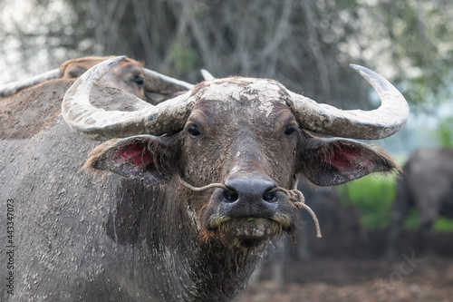 A long-horned buffalo is resting in the pen. © Benzine