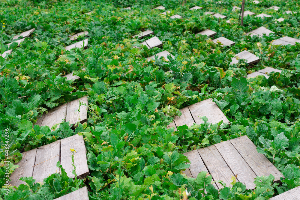 Snail farm. Plantation with wooden structures for snail habitation and