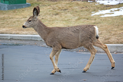Mule deer on a road in winter 