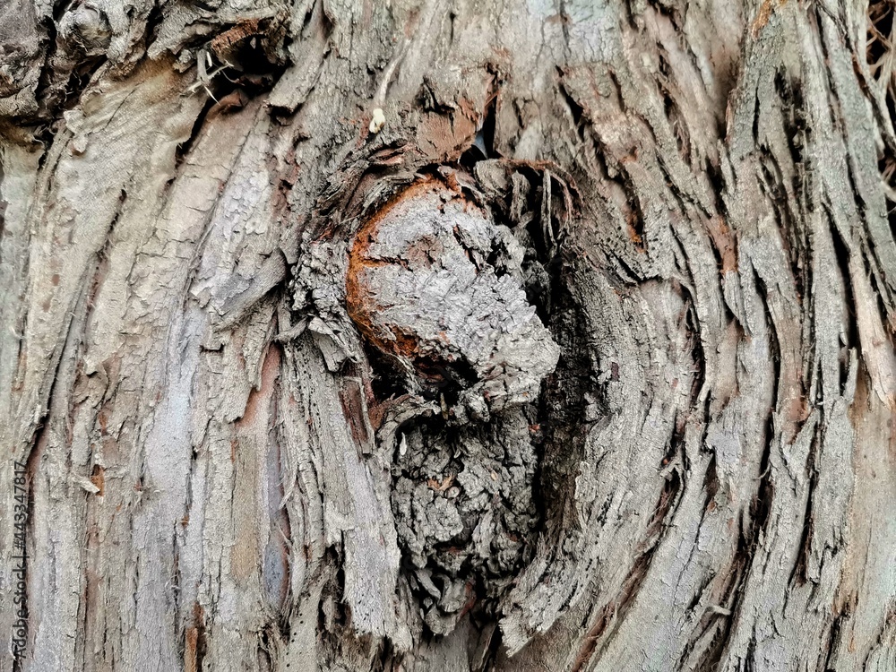 Tree body. Background tree trunk. Tree body. Background tree trunk.