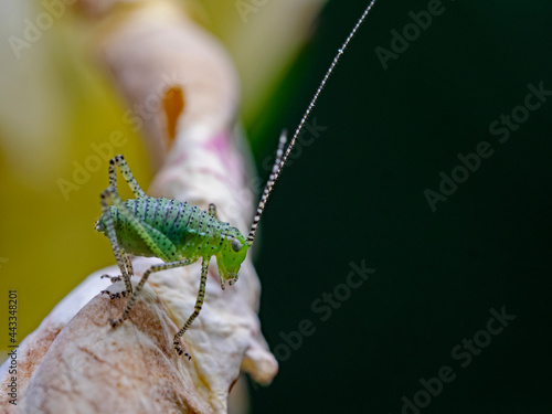 Speckled bush cricket (Leptophyes punctatissima) photo
