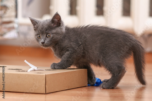 A little kitten plays with an interactive handmade toy. Cardboard box with holes with cat toys inside. Sorter.