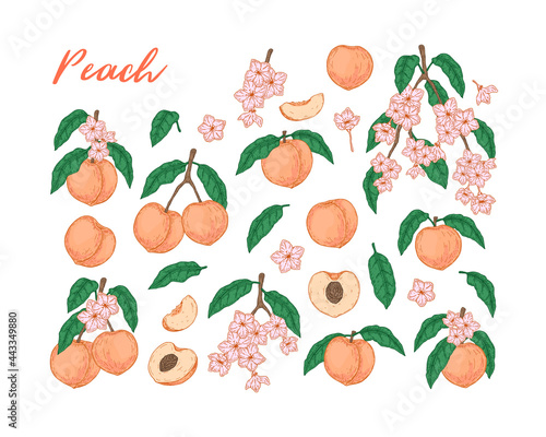 Set of colorful peach fruit, leaves, branches and flowers isolated on white background. Vector illustration in sketch style. Design element for package, label, poster, print, menu