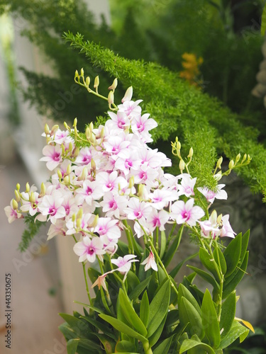 Pink, purple orchids Dendrobium lindley, Orchidaceae, Dendrobium phalaenopsis beautiful bouquet on blurred of nature background photo