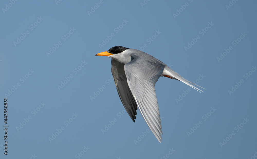 Flying shot of river tern at Bhigwan, Maharashtra, India Flying shot of river tern at Bhigwan, Maharashtra, India
