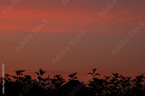 beautiful morning sunrise sky orange purple color in a field of sunflowers