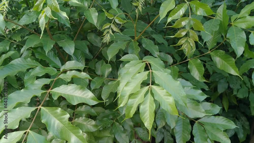 Tree Rhus Verniciflua Toxicodendron vernicifluum formerly Rhus verniciflua, also known by the ...