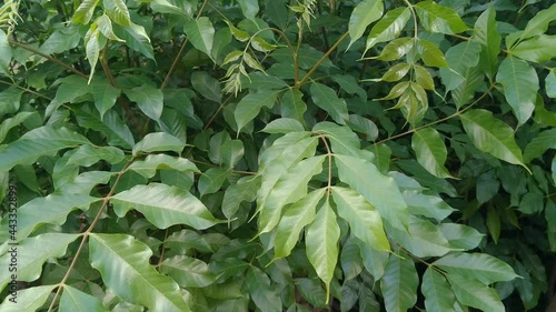 Toxicodendron vernicifluum formerly Rhus verniciflua, also known by the common name of the Chinese lacquer tree. photo