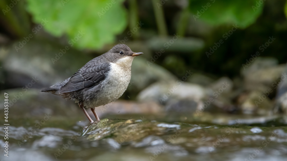 bird, natur, wild lebende tiere, tier, wild, schnabel, amsel, bird, weiß, bird, natur, wild lebende tiere, tier, wild, schnabel, amsel, bird, weiß,