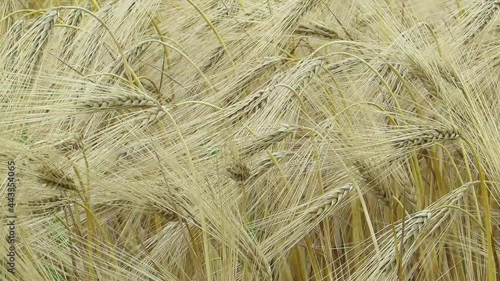 Yellow spikelets of barley close-up many spikelets Yellow spikelets of barley close-up many spikelets