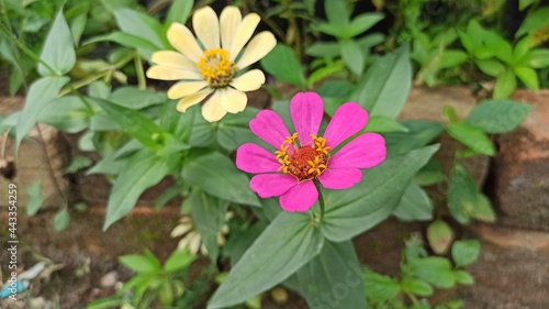 pink and yellow flowers in the garden