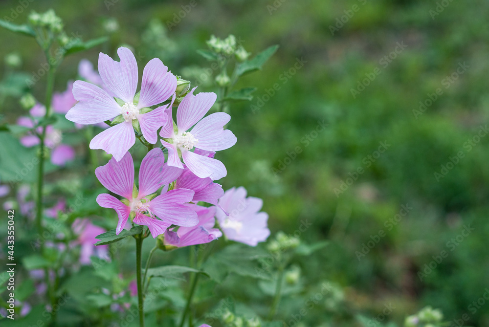 Pink Lavatera or Hollyhock mallow flowers with delicate pink petals blooming on a city flowerbed Pink Lavatera or Hollyhock mallow flowers with delicate pink petals blooming on a city flowerbed