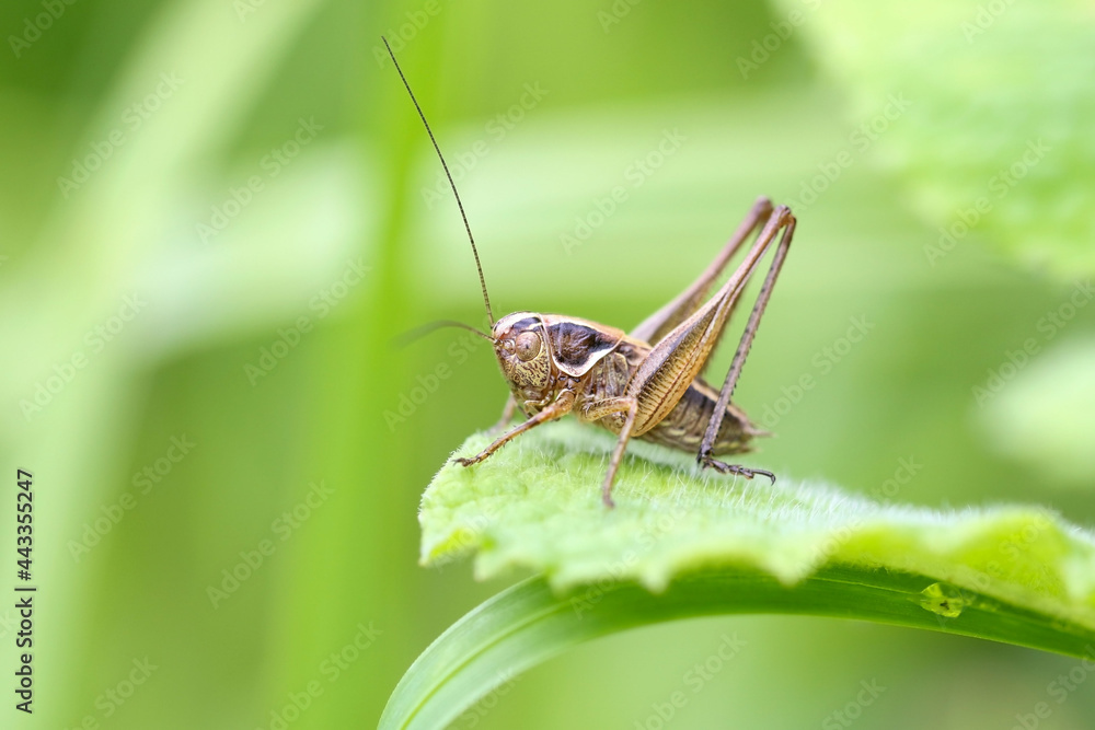 Side view of a Platycleis nymph Side view of a Platycleis nymph