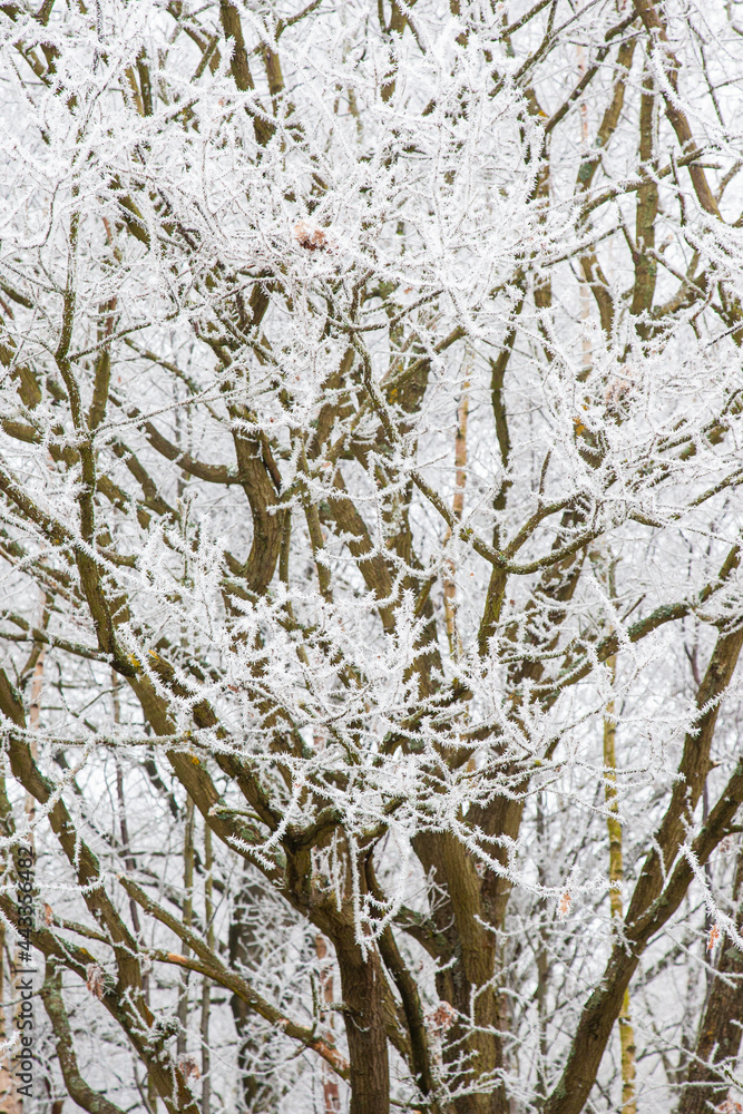 Hoare Frost covering the trees in a woodland in Surrey, UK Hoare Frost covering the trees in a woodland in Surrey, UK