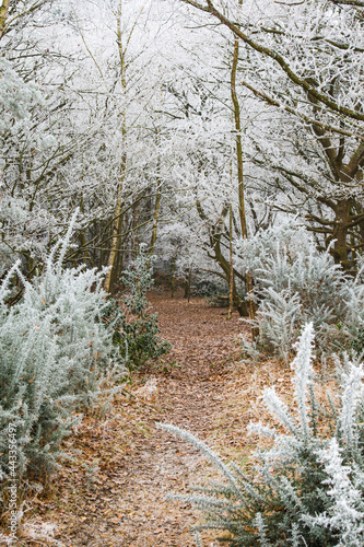 Hoare Frost covering the trees in a woodland in Surrey, UK photo