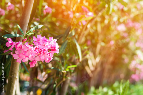 Pink and hot pink flowers on the tropic tree. Tropical pink flowers and leaves.