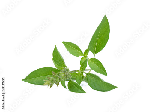 Ocimum basilicum or hairy basil leaf isolated on white bacgkround