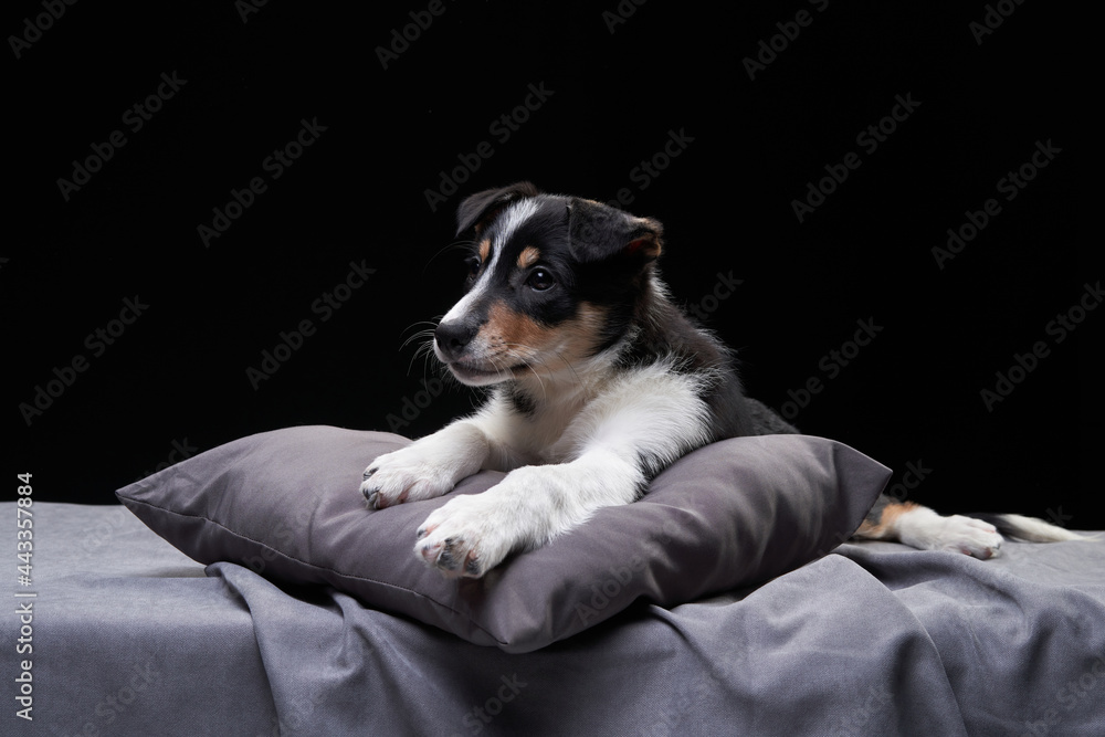 funny border collie puppy. The dog is grinning, playing on black funny border collie puppy. The dog is grinning, playing on black