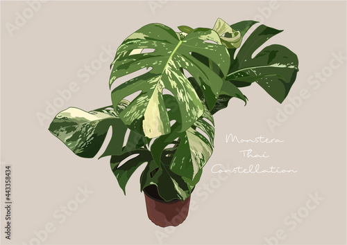 Vector Illustration of Monstera Deliciosa, Swiss Cheese Plant