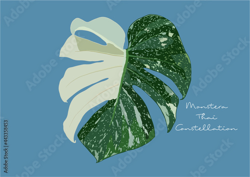 Vector Illustration of Monstera Deliciosa, Swiss Cheese Plant