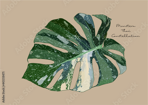 Vector Illustration of Monstera Deliciosa, Swiss Cheese Plant