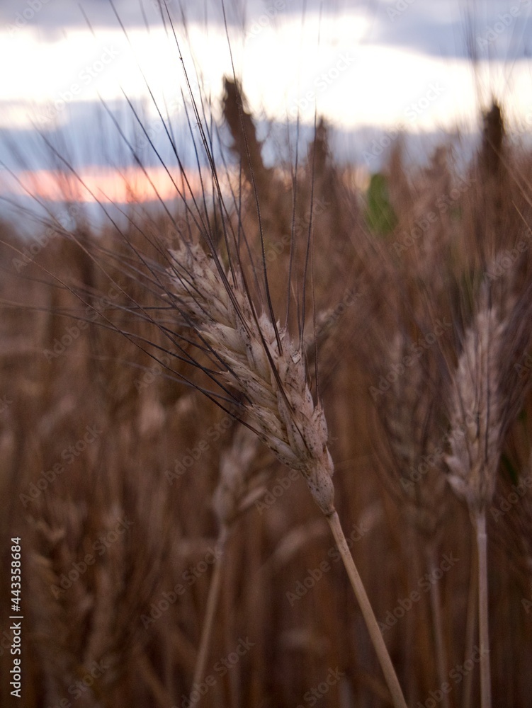 Obraz premium Dettaglio spiga di grano al tramonto