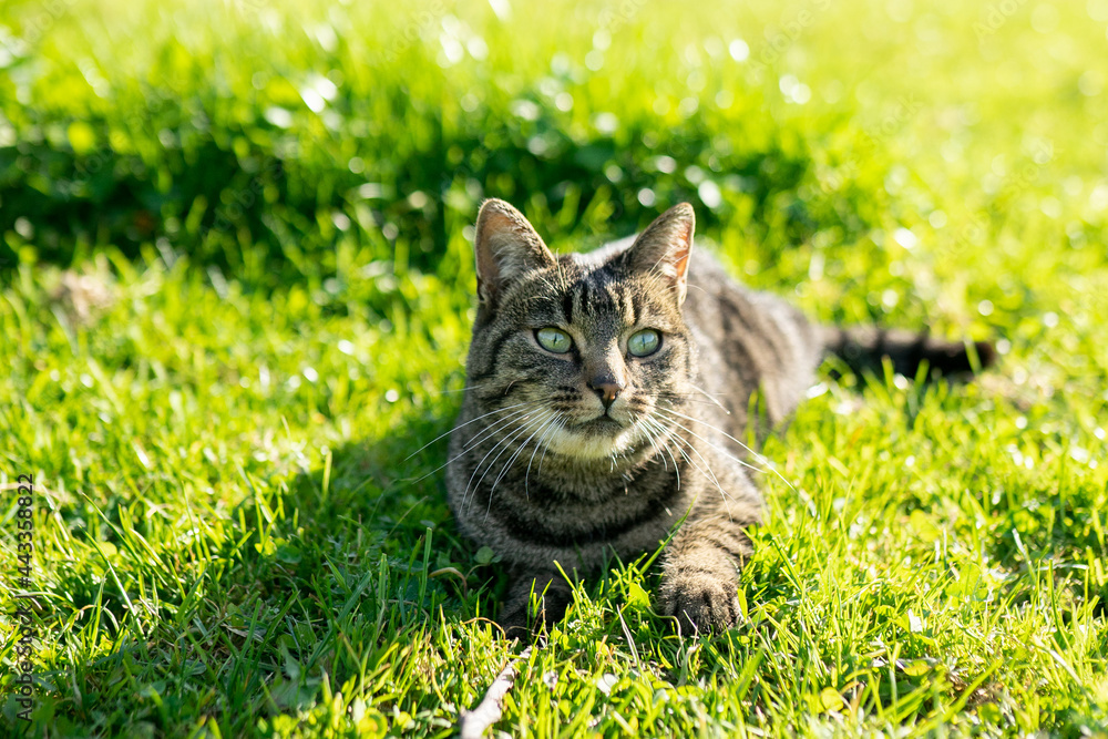 Happy and relaxed brown tabby cat chilling in the green grass Happy and relaxed brown tabby cat chilling in the green grass