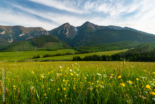 Belianske Tatras Mountains range in Slovakia ans Summer Blooming Meadow