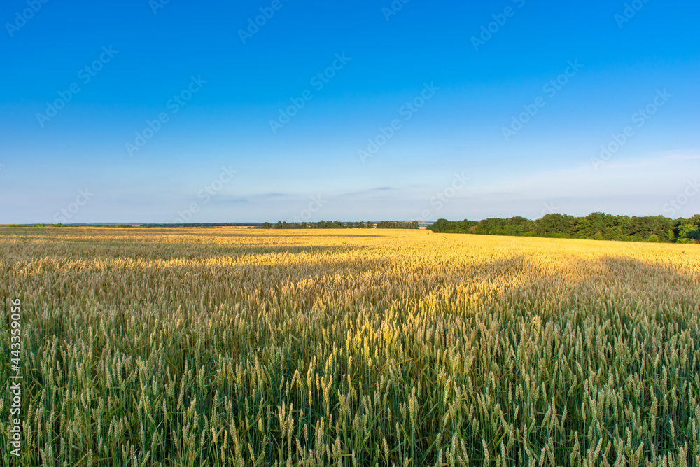 Wheat field on a blue sky in the rays of the setting sun Wheat field on a blue sky in the rays of the setting sun