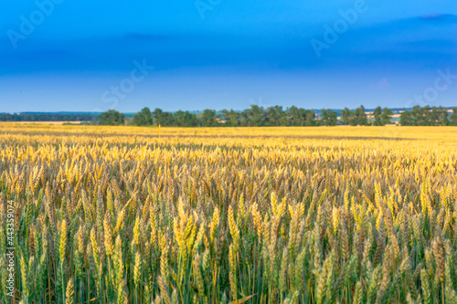 Wheat field on a blue sky in the rays of the setting sun