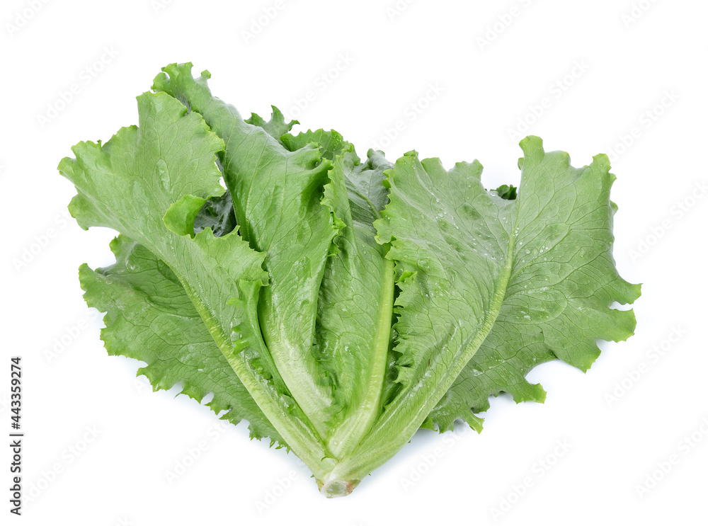 Salad leaf. Lettuce isolated on white background Salad leaf. Lettuce isolated on white background