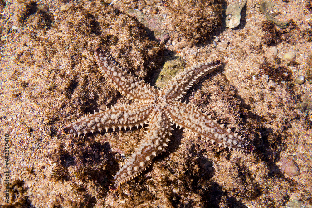 A spiny starfish found in a rock pool at Witsand, South Africa. A spiny starfish found in a rock pool at Witsand, South Africa.