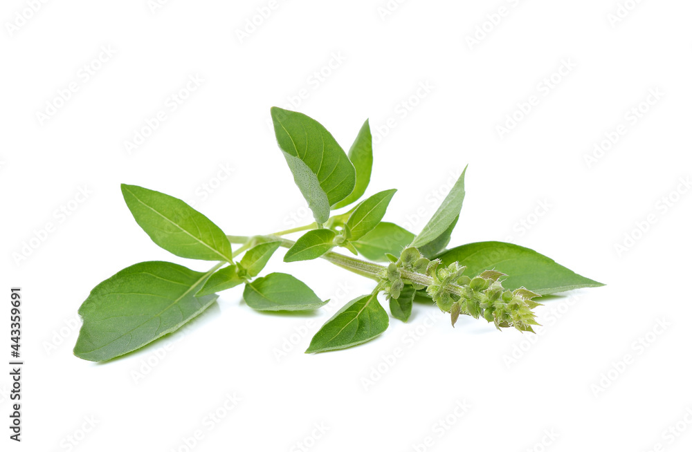 Ocimum basilicum or hairy basil leaf isolated on white bacgkround Ocimum basilicum or hairy basil leaf isolated on white bacgkround