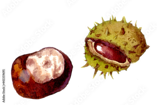 Foto Chestnuts horse. Watercolor hand painted illustration of conker