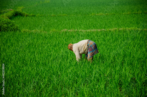 A farmer is working hard in his field. photo