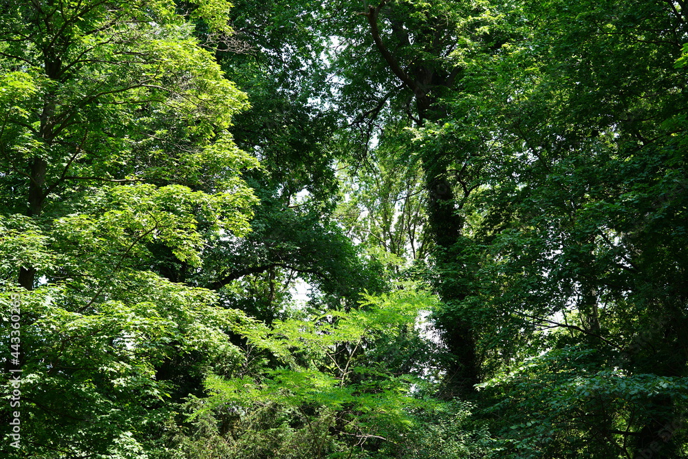 Teilaufnahme grüne Baumlandschaft bei Sonnenschein Teilaufnahme grüne Baumlandschaft bei Sonnenschein