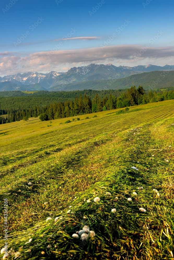 Green Pasture and Meadows and Tatras Mountains in Podhale, Poland