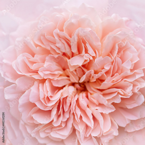Tender pink roses background. Closeup macro of summer flower. Selective focus.